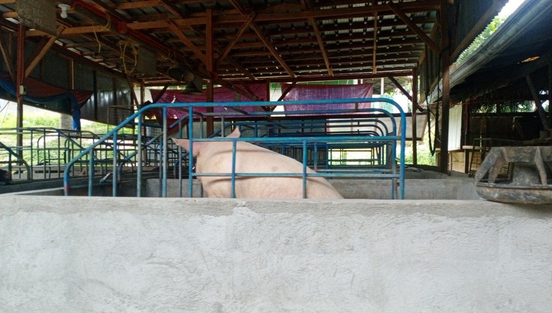 Piggery For Sale, Property, For Sale, Lot on Carousell