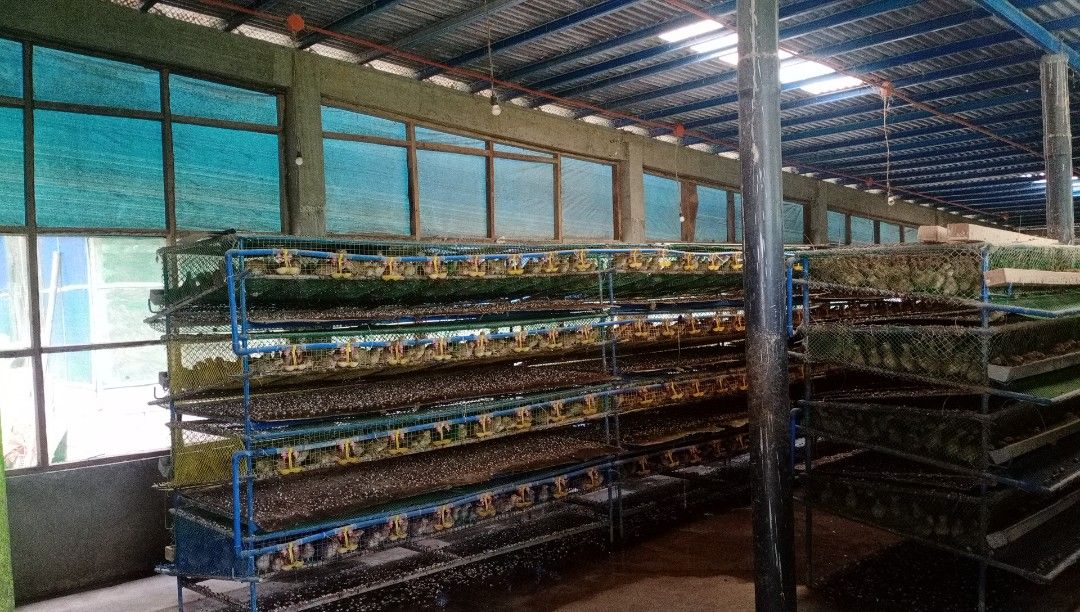 Piggery For Sale, Property, For Sale, Lot on Carousell