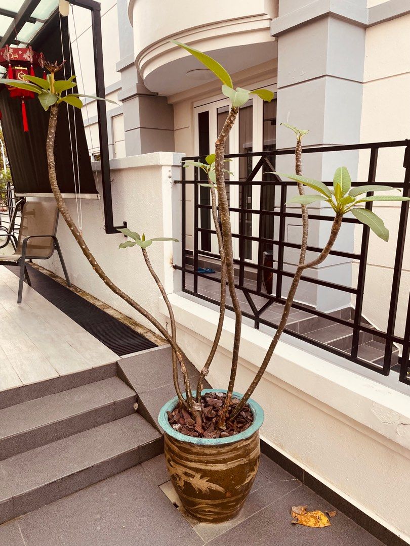 Potted plants, Furniture & Home Living, Gardening, Plants & Seeds on