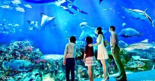 SEA Aquarium cheap ticket discount Sentosa Universal Studios Adventure cove cable Car sentosa line Luge and Sky ride skyline Trick eye Madam Tussauds butterfly wings of time 4D Adventure Land zoo nigh safari sky park marina garden by the bay SkyHel