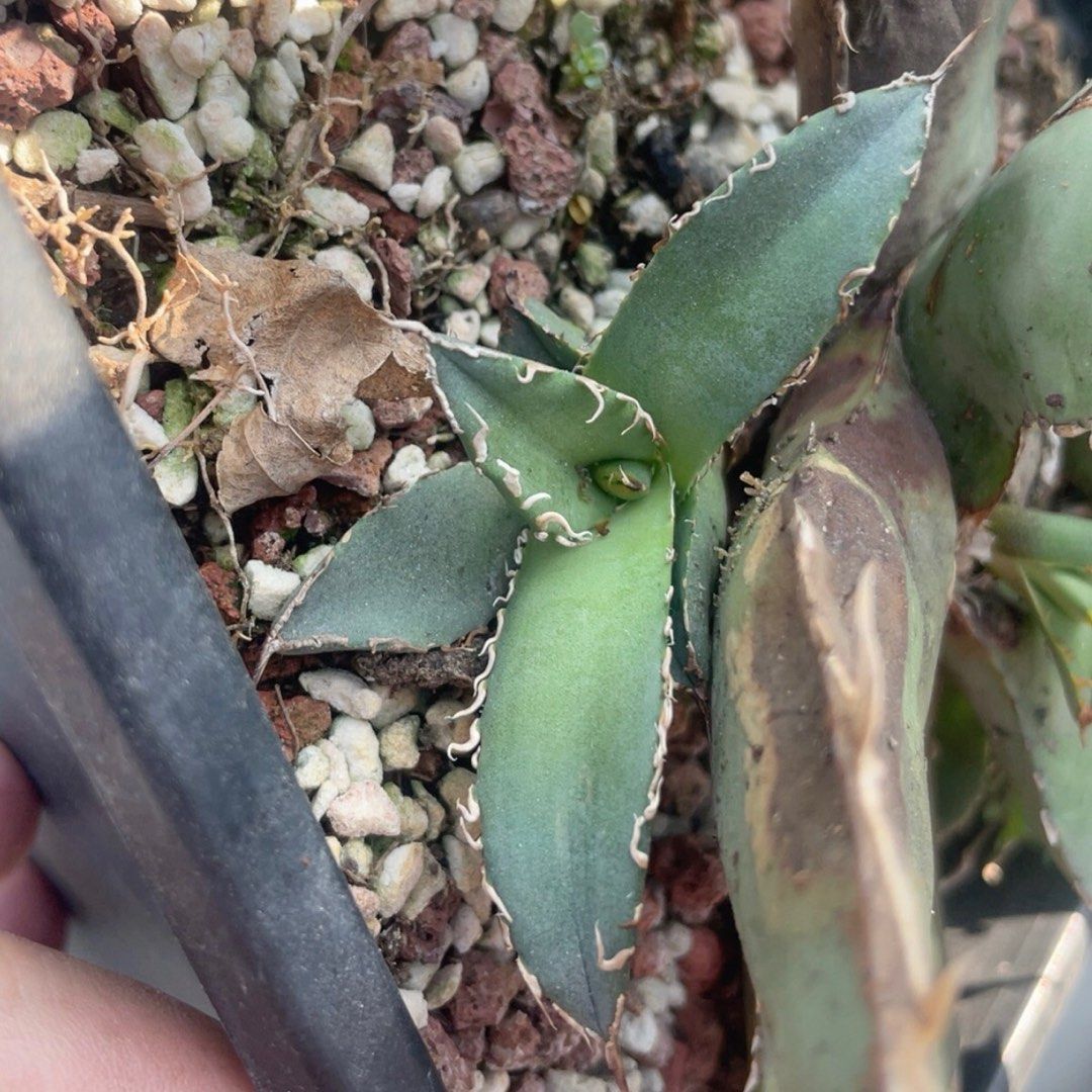 SG2934-逆刺嚴龍🔥多肉植物小盆栽禮物🔥, 傢俬＆家居, 園藝