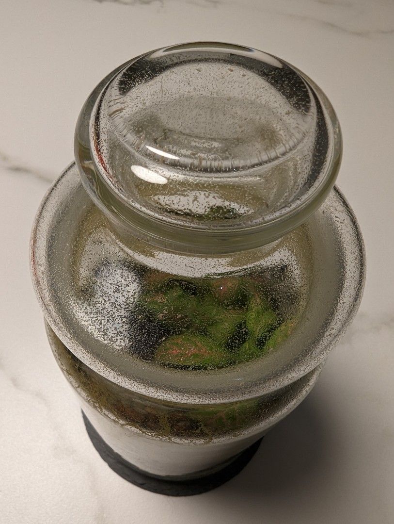 Springtails for your terrariums, Furniture & Home Living, Gardening