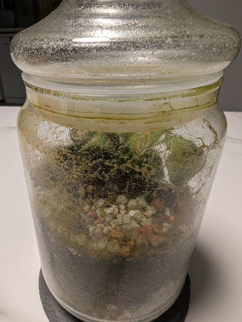 Springtails for your terrariums, Furniture & Home Living, Gardening