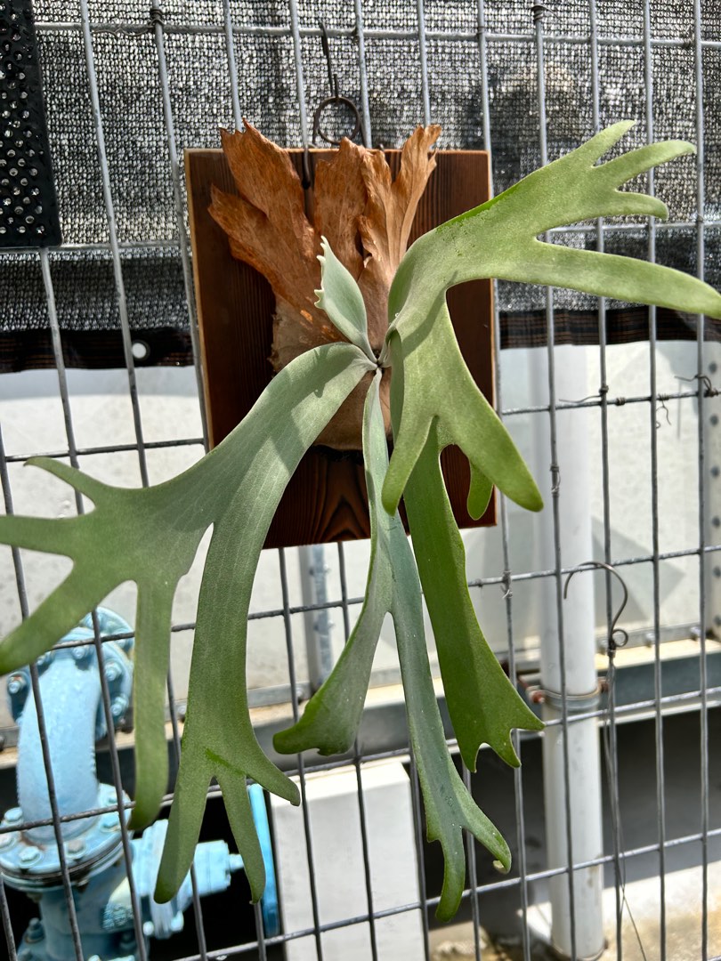 Staghorn Fern. Mounted on board, Furniture & Home Living, Gardening