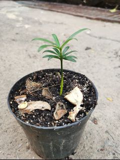 （分類：）位於 。 由 tsee2019 提交（商品編號 1212925990，圖片 1）。簡介： 。