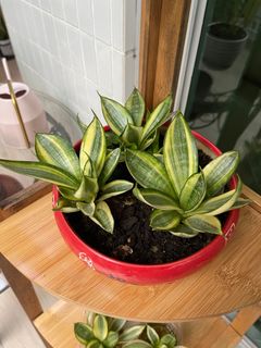 （分類：）位於 。 由 Mercedes.Koko 提交（商品編號 1212815896，圖片 1）。簡介： 。