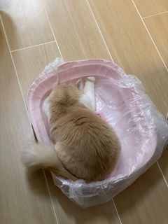 （分類：）位於 。 由 koe31 提交（商品編號 1212841900，圖片 1）。簡介： 。