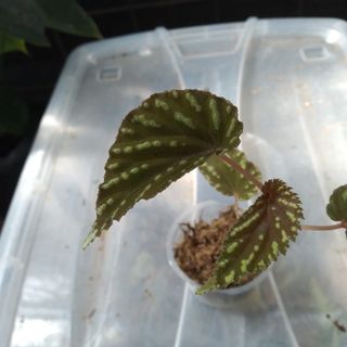 (Category: ) located in . Submitted by hendroprayogobegonia (Listing ID 1212868316, Image 1). Description: .