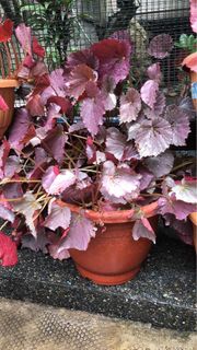 (Category: ) located in . Submitted by mamento (Listing ID 1212865764, Image 1). Description: .