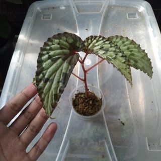 (Category: ) located in . Submitted by hendroprayogobegonia (Listing ID 1212868175, Image 1). Description: .