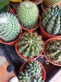 Cactus