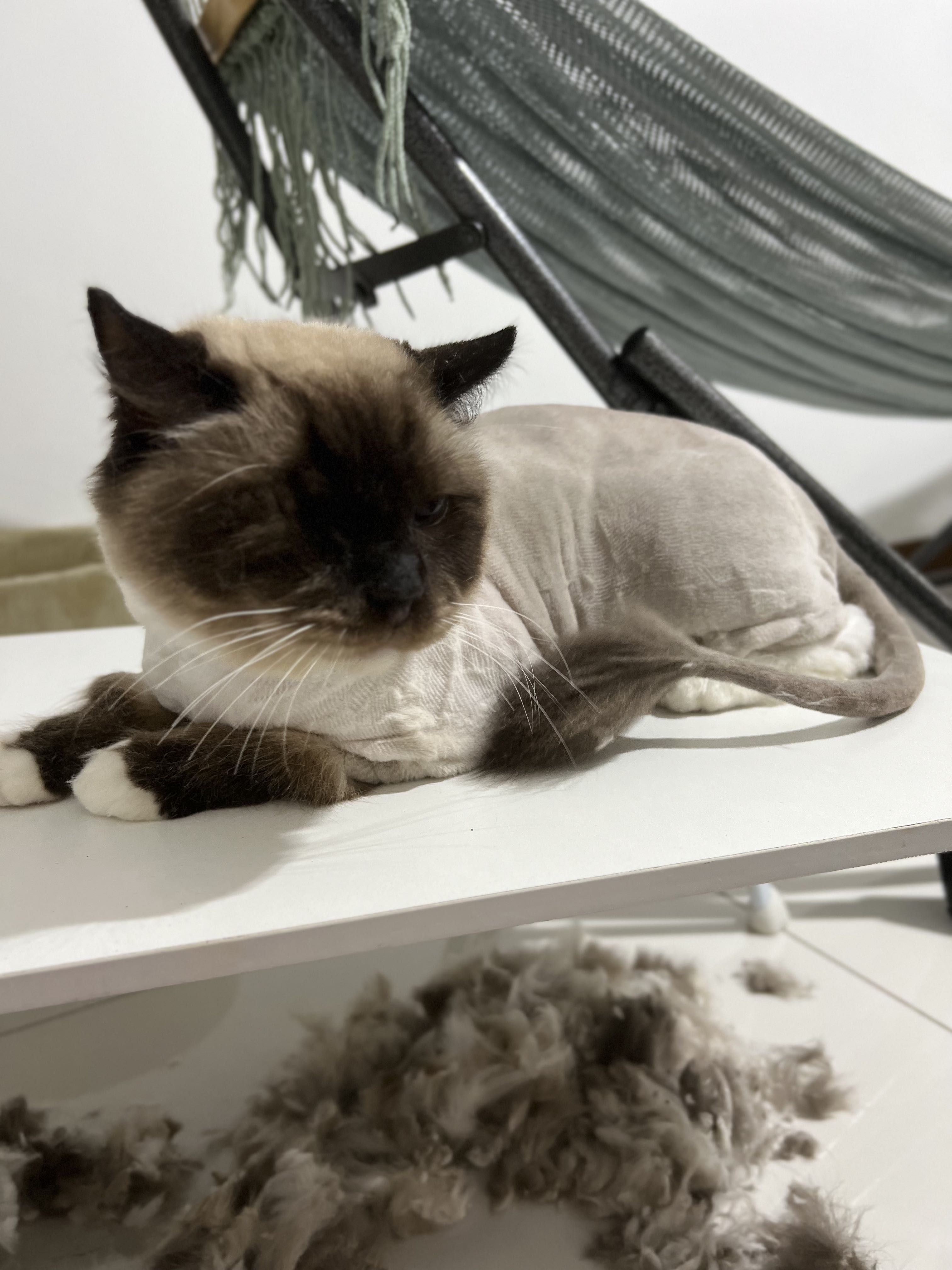 Cat grooming (house call), Lifestyle Services, Pet Care Services on