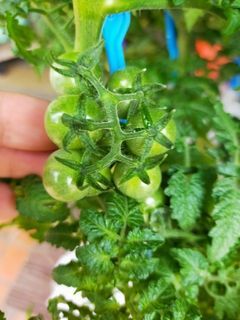 Cherry tomatoes