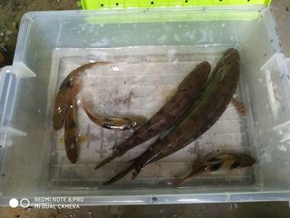 Affordable ikan hiasan For Sale, Homes & Other Pet Accessories