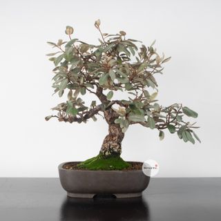Japanese Silverberry Bonsai 寒茱萸