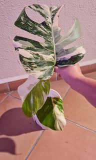 (Category: ) located in . Submitted by succulently (Listing ID 1212961845, Image 1). Description: .
