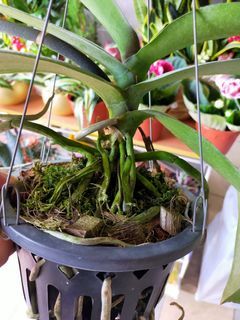 Orchids plant