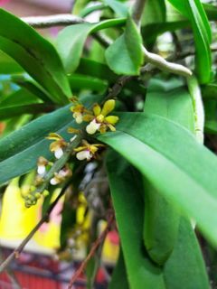 Pomatocapla  angustifolia