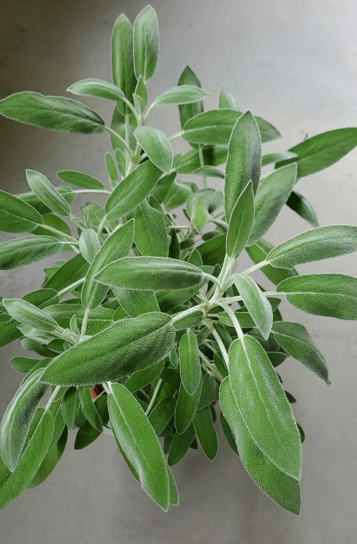 Salvia Officinalis Sage Tricolor Broadleaf sage herbs medicine