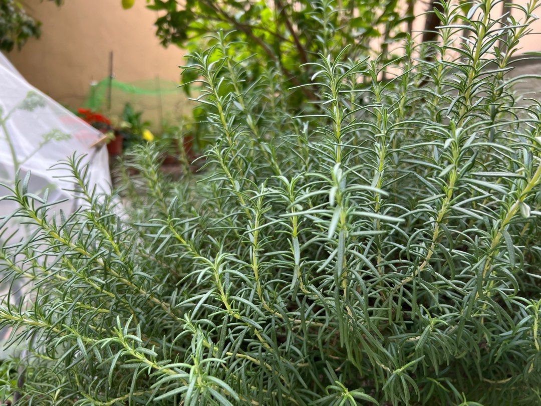 新鮮迷迭香fresh rosemary, 嘢食& 嘢飲, 調味- Carousell