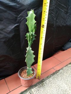 Cactus for sale no 2
