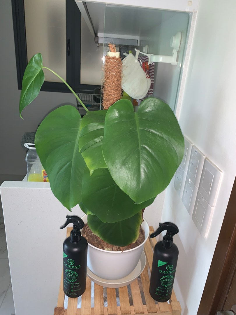 Monstera Deliciosa with Plantonic Fertilizer & Soil, Furniture & Home