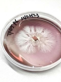 Mycelium culture, various edible species