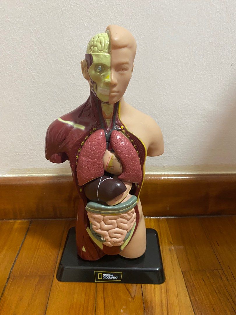 National Geographic Human Body