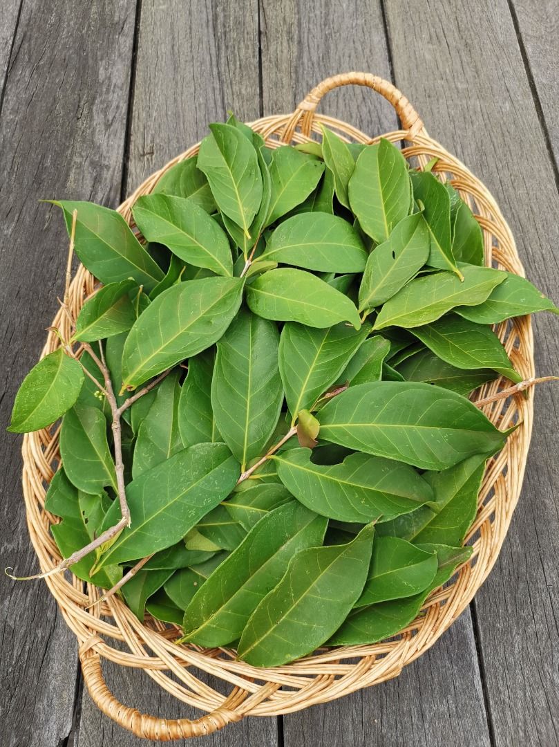 Organic bay leaf, Food & Drinks, Spice & Seasoning on Carousell