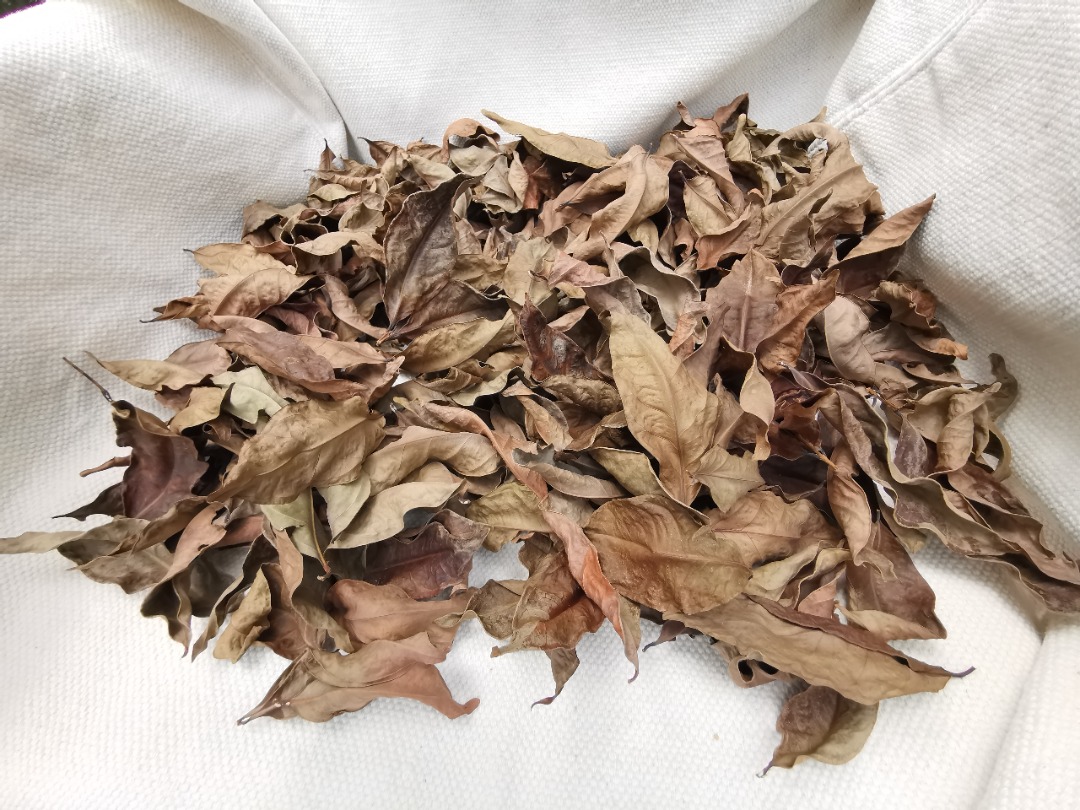 Organic bay leaf, Food & Drinks, Spice & Seasoning on Carousell