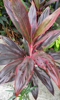 Ti plant 3ft tall