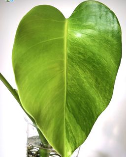 (Category: ) located in . Submitted by wwplants (Listing ID 1215187382, Image 1). Description: .