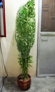 MARCH 1-3 SALE  4.3 ft BAMBOO Artificial Plant