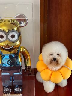 （分類：）位於 。 由 suet_chi 提交（商品編號 1216537846，圖片 1）。簡介： 。