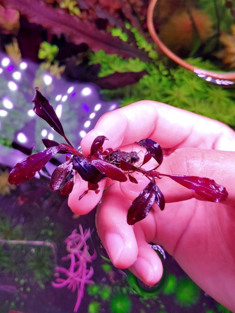 Bucephalandra brownie ghost 2011, Furniture & Home Living