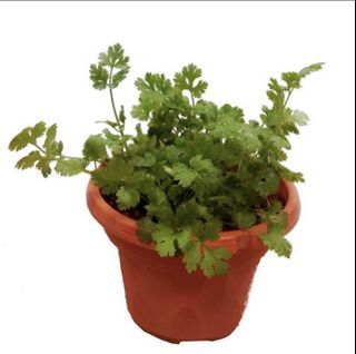 Coriandrum sativum, Cilantro or Chinese coriander organic herb in pot
