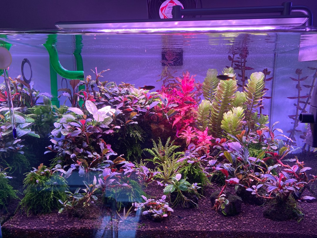 Full Planted Tank Set, Pet Supplies, Homes & Other Pet Accessories on