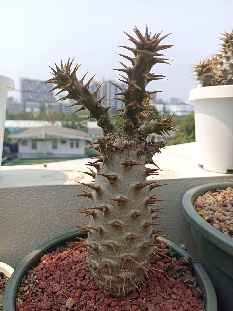 Pachypodium ambongense, Furniture & Home Living, Gardening, Plants