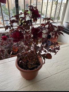 Red leaf hibiscus cranberry plant potted organic edible Edible Panama Red Hibiscus