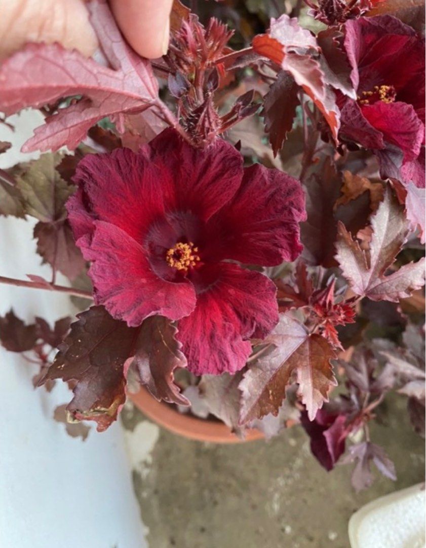 Red leaf hibiscus cranberry plant potted organic edible Edible Panama