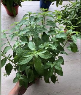 spearmint organic edible potted plant