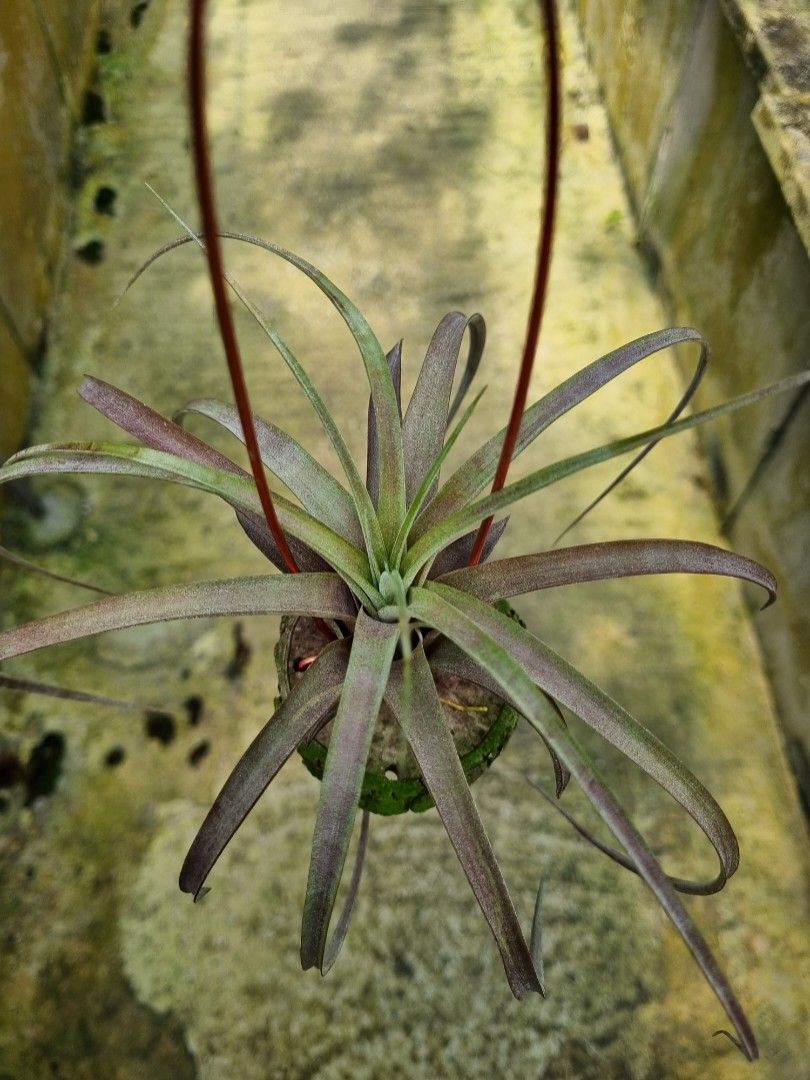 T. Love Knot Tillandsia Airplant, Furniture & Home Living, Gardening