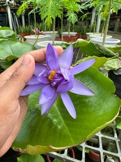 (Category: ) located in . Submitted by urban.cultivar (Listing ID 79925668, Image 1). Description: .