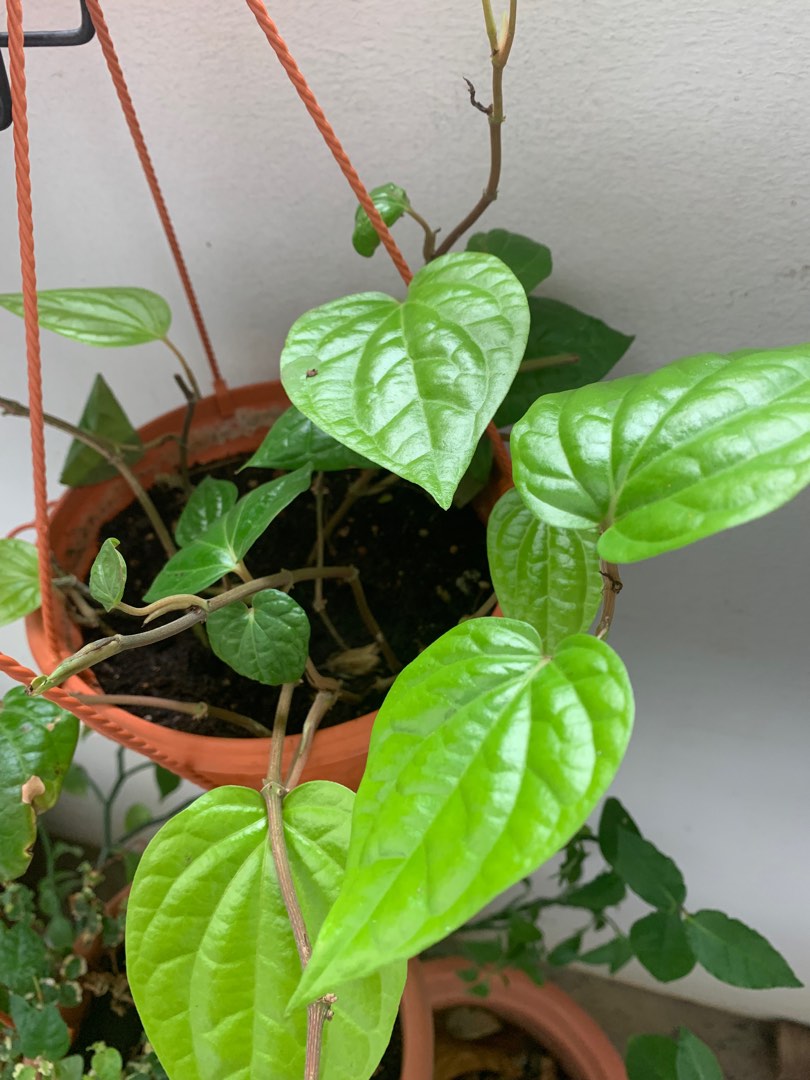 betel leaf plant, furniture & home living, gardening, plants