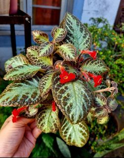 Episcia hanging plant (flowering & lush)