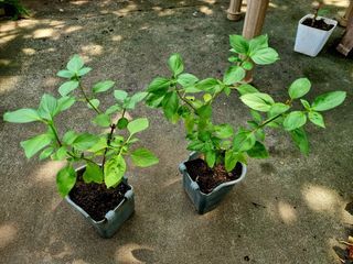 Basil herb plant