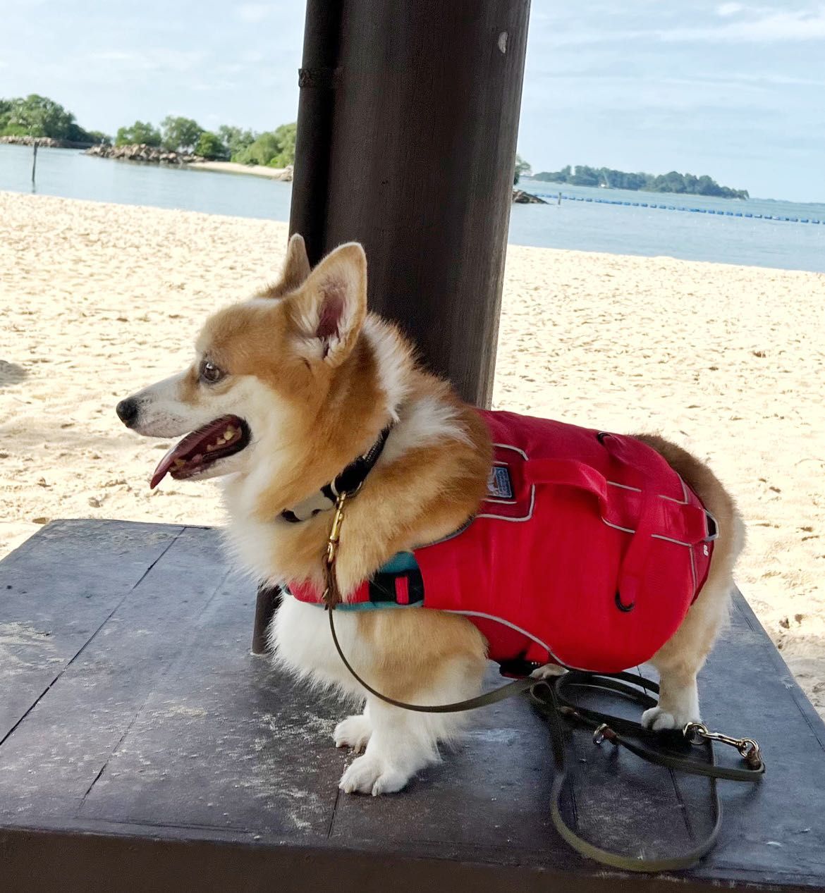 Kurgo life vest sales