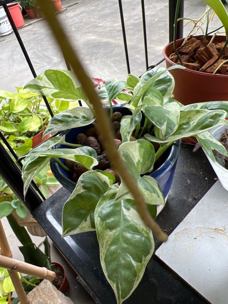 Monstera adansonii Swiss cheese plant pothos, Furniture & Home Living