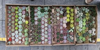 Succulent