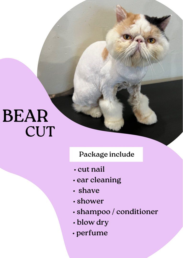 Affordable cat grooming 2025